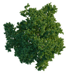 Fototapeta premium Acer campestre tree plan, top view, cutout, isolate 4k PNG, Lush green forest landscape, vibrant foliage, nature background, scenic view, tranquil environment