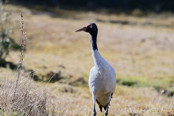 Black-necked Crane Close-Up in Natural Light
