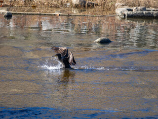 Fototapeta premium 川に着水するカワウ