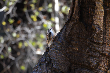 brown creeper on the side of the tree
