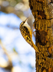 brown creeper on the side of the tree