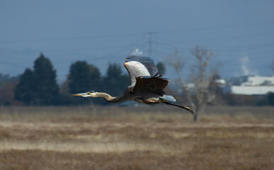 great blue heron flying 