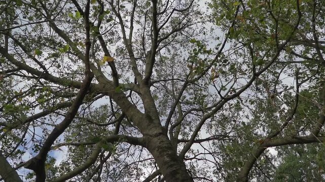 Low-angle, slow-motion pivoting shot of a tree top against a cloudy sky.