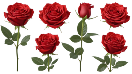 Valentine's day roses six red roses isolated on transparent background