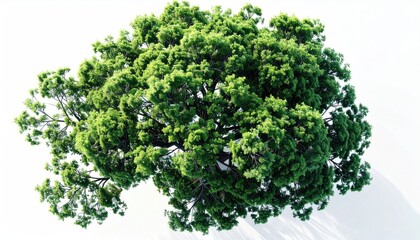Obraz premium Lush green tree viewed from above on a white ground