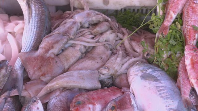 Static close-up shot focusing on a pile of fresh squid (calamari) or cuttlefish at a seafood market. The raw pink and white textures of the catch are highlighted in Essaouira, Morocco.