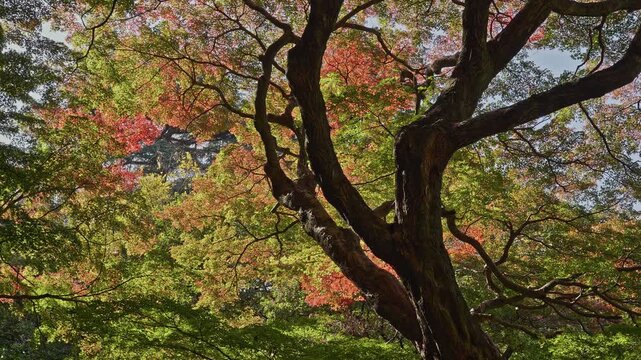 Intimate view of a gnarled maple tree trunk and branches contrasting with the bright, mixed autumn leaves above.