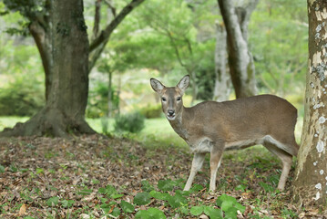 roe deer