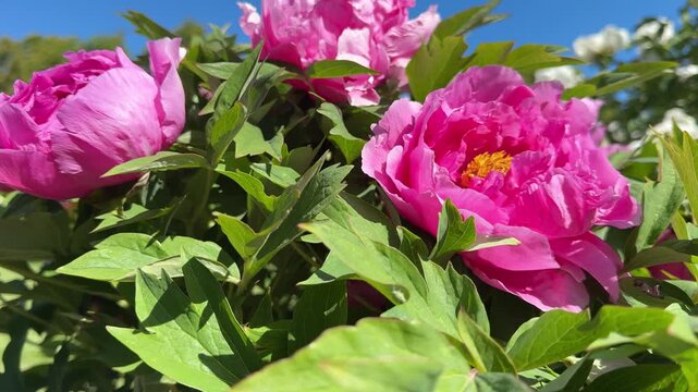 Tree peony blooming shrub beautiful pink flowers with yellow golden stamens 