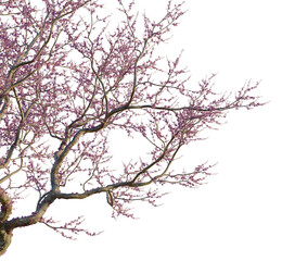 Obraz premium Cercis siliquastrum tree corner view, cutout, isolate, transparent background, Bare tree branches in winter, stark beauty, black and white, minimalist, nature