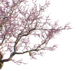 Cercis siliquastrum tree corner view, cutout, isolate, transparent background, Bare tree branches in winter, stark beauty, black and white, minimalist, nature