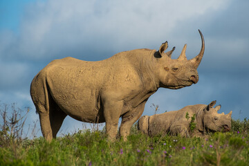 Black Rhino mother protecting resting calf