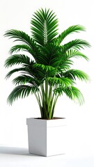 Obraz premium Lush green palm tree in a white, square planter