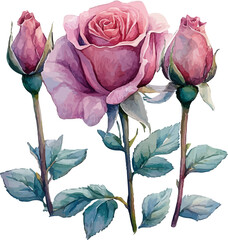 rose on a white background