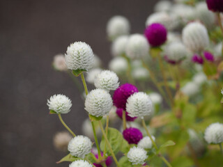 植物　秋　花　白　ピンク
