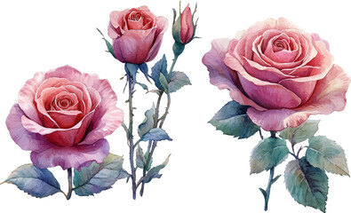 bouquet of pink roses