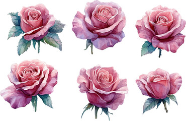 set of roses isolated on white