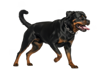 A black and tan rottweiler dog with a chain collar walking towards the right side of the frame with its mouth open and tongue out, isolated on transparent background