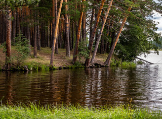 Fototapeta premium Slender pine trees on the shore of the lake on a summer day.