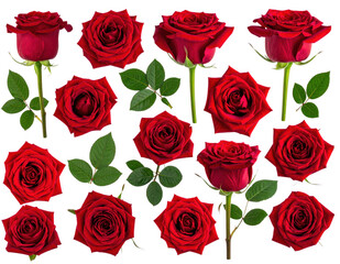 Obraz premium Minimal flat lay of red roses, isolated on white and transparent