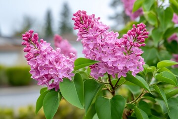 Obraz premium Blooming purple common lilac flowers in spring garden