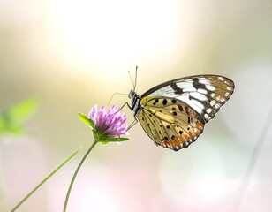 Obraz premium A patterned insect, resting its long proboscis on a delicate, magenta flower, captured in a blurred, sunlit background