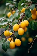 Yellow mirabelle plums ripening on tree branch, vertical