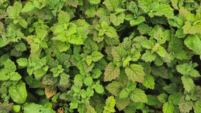 Full Frame Background of Lush Green Patchouli or Mint Leaves Texture in Natural Outdoor Light.