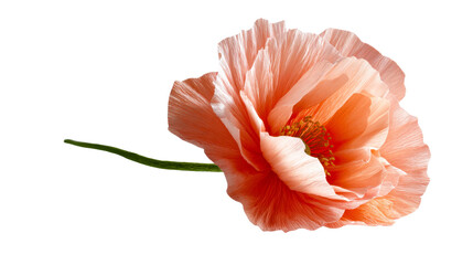 A graceful peach colored poppy bloom with delicate textured petals and a vibrant yellow stamen, perfect for springtime celebrations, floral arrangements, or serene greeting cards.