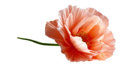 A graceful peach colored poppy bloom with delicate textured petals and a vibrant yellow stamen, perfect for springtime celebrations, floral arrangements, or serene greeting cards.