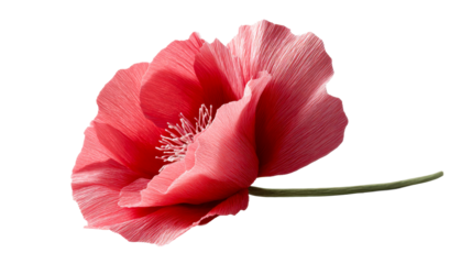 Vibrant red crepe paper poppy flower delicately crafted by hand showcasing intricate folds and stamens for celebration themes and decorative purposes