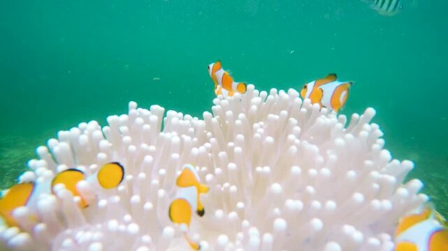 Underwater footage of clownfish swimming among sea anemone in a vibrant tropical coral reef environment.