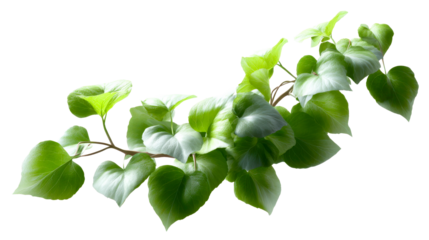 A vibrant branch of lush green heartshaped leaves flourishing in natural light, perfect for botanical themes, natural decor, spring seasonality, or healthy living concepts