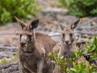  Grey Forester Kangaroo Pair Looking Forward