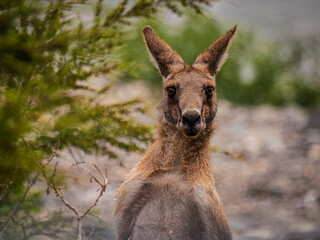 Grey Forester Kangaroo Peering Out Of The Bushes