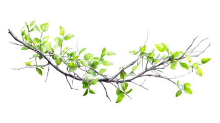 Graceful green leafy branch growing from a bare tree symbolizing new beginnings and growth perfect for environmental packaging or botanical decor applications