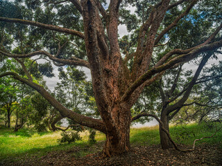 Ruddy Thick Trunked Tree with Spreading Massive Branches