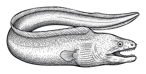 Detailed black and white line drawing of a predatory moray eel with its mouth open showing sharp teeth, perfect for marine life educational materials or ocean themed commercial promotions