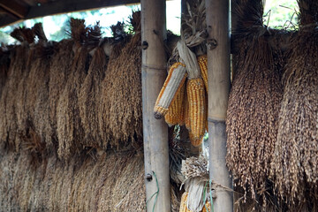Dried rice and corn harvest. Asian agriculture concept.    