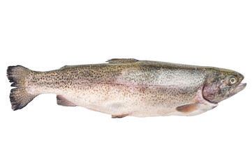 Whole fresh trout fish isolated on white background raw seafood ingredient for cooking clean minimal studio photo