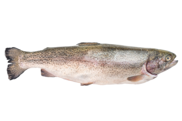 Whole fresh trout fish isolated on white background raw seafood ingredient for cooking clean minimal studio photo