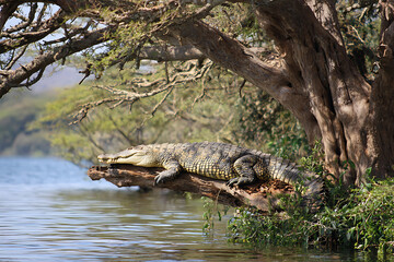 Fototapeta premium Majestic Nile Crocodile Basking in Dappled Sunlight on a Log Jutting Over a Calm African River.