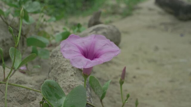Close-up of a pink bindweed flower gently moving on sandy ground.