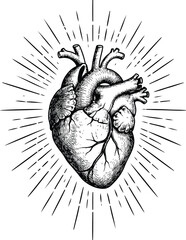 Human Heart Anatomy Drawing