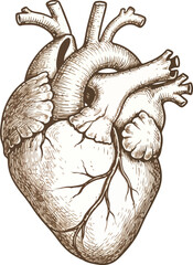 Human Heart Anatomy Drawing