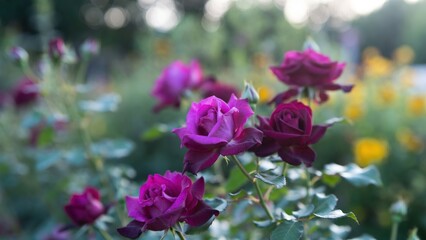 Vibrant purple roses blooming beautifully in a soft-focus garden with bokeh