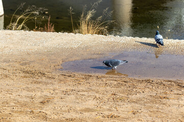 水たまりの中にたたずむハト