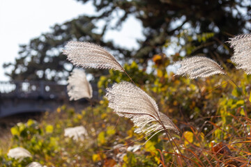 風になびくススキの穂