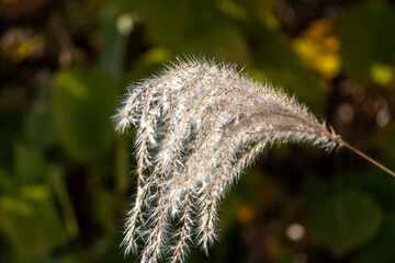 垂れ下がったススキの穂