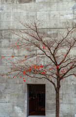 Fall Leaves in Japan Showcasing Traditional Autumn Colors